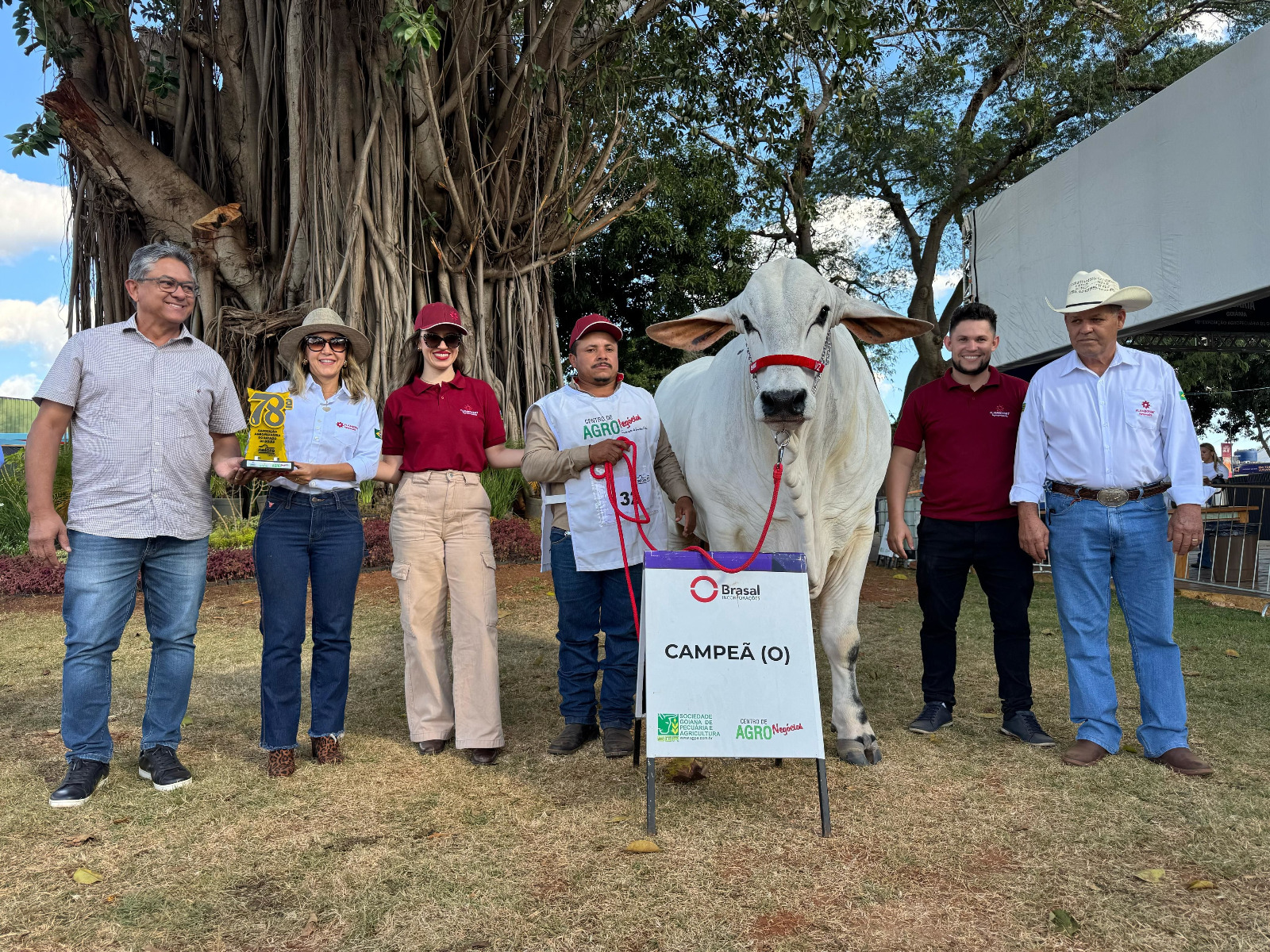 Flamboyant Agropecuária é referência no julgamento de Nelore Mocho na Expo Goiás 2025